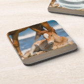 最も可愛い赤ん坊の動物 |コロ生まれたばかりのラの野生の馬 コースター (左側)