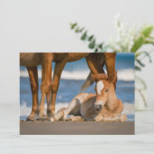 最も可愛い赤ん坊の動物 |コロ生まれたばかりのラの野生の馬 サンキューカード (スタンド正面)