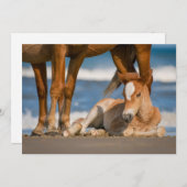 最も可愛い赤ん坊の動物 |コロ生まれたばかりのラの野生の馬 サンキューカード (正面/裏面)