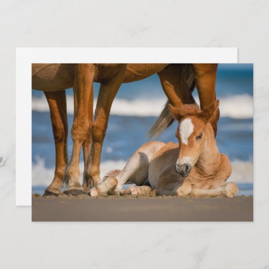 最も可愛い赤ん坊の動物 |コロ生まれたばかりのラの野生の馬 サンキューカード (正面/裏面)