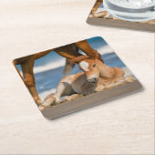 最も可愛い赤ん坊の動物 |コロ生まれたばかりのラの野生の馬 スクエアペーパーコースター (アングル)