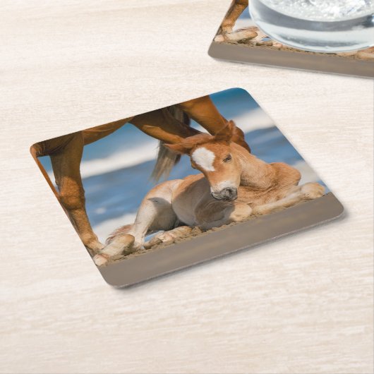 最も可愛い赤ん坊の動物 |コロ生まれたばかりのラの野生の馬 スクエアペーパーコースター (アングル)