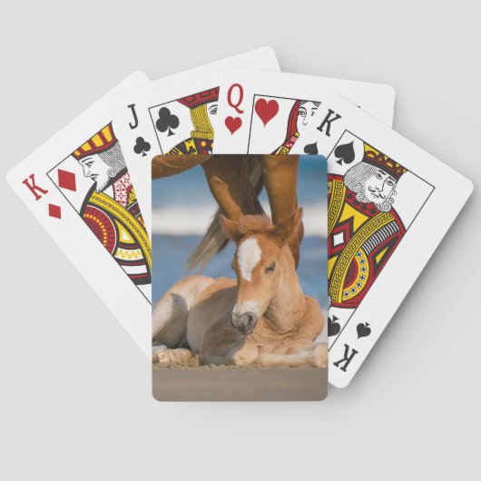 最も可愛い赤ん坊の動物 |コロ生まれたばかりのラの野生の馬 トランプ (裏面)