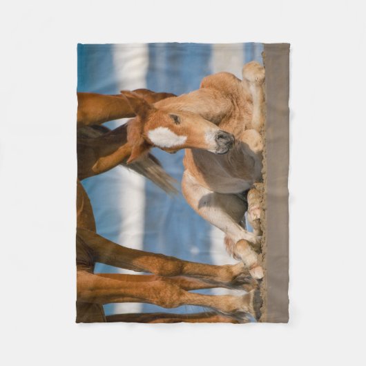 最も可愛い赤ん坊の動物 |コロ生まれたばかりのラの野生の馬 フリースブランケット (正面)