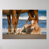 最も可愛い赤ん坊の動物 |コロ生まれたばかりのラの野生の馬 ポスター (正面)