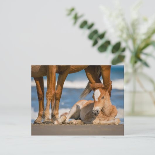 最も可愛い赤ん坊の動物 |コロ生まれたばかりのラの野生の馬 ポストカード (スタンド正面)