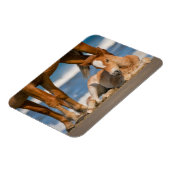 最も可愛い赤ん坊の動物 |コロ生まれたばかりのラの野生の馬 マグネット (左側)