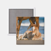 最も可愛い赤ん坊の動物 |コロ生まれたばかりのラの野生の馬 マグネット (正面/裏面)