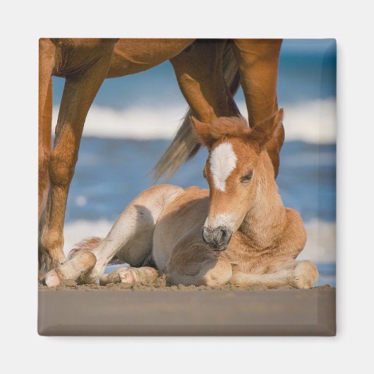 最も可愛い赤ん坊の動物 |コロ生まれたばかりのラの野生の馬 マグネット (正面)