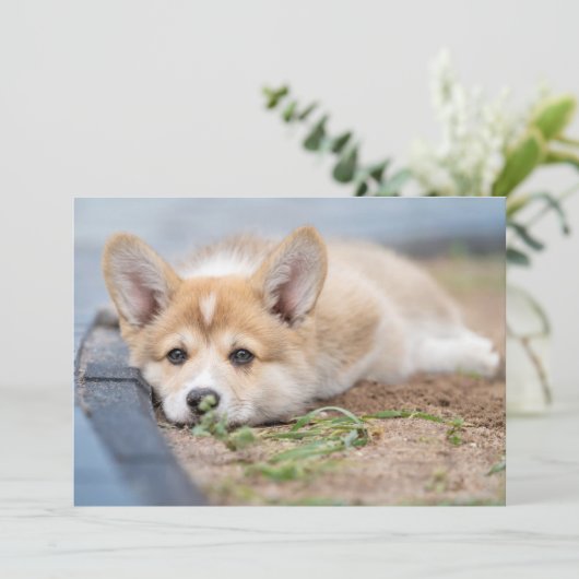 最も可愛い赤ん坊の動物 |コーギの庭での敷設 サンキューカード (スタンド正面)