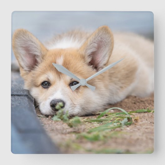 最も可愛い赤ん坊の動物 |コーギの庭での敷設 スクエア壁時計 (正面)