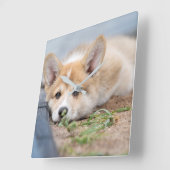 最も可愛い赤ん坊の動物 |コーギの庭での敷設 スクエア壁時計 (傾斜)