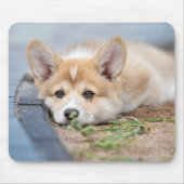 最も可愛い赤ん坊の動物 |コーギの庭での敷設 マウスパッド (正面)