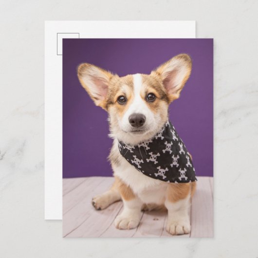 最も可愛い赤ん坊の動物 |コーギパピースカルバンダナ ポストカード (正面/裏面)
