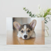 最も可愛い赤ん坊の動物 |コーギパピー探し サンキューカード (スタンド正面)