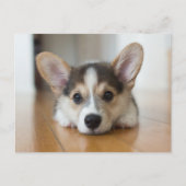 最も可愛い赤ん坊の動物 |コーギパピー探し ポストカード (正面)