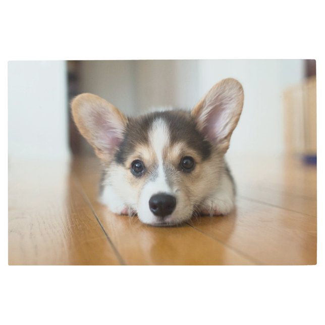 最も可愛い赤ん坊の動物 |コーギパピー探し メタルプリント (正面)