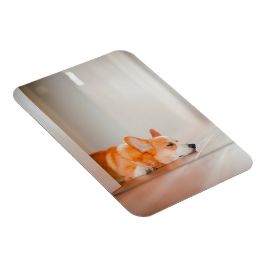 最も可愛い赤ん坊の動物 |コーギ眠り マグネット (右側)