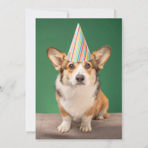 最も可愛い赤ん坊の動物 コーギ誕生日子犬 サンキューカード