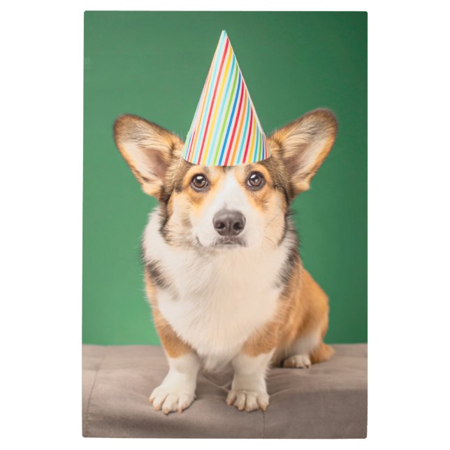 最も可愛い赤ん坊の動物 |コーギ誕生日子犬 メタルプリント (正面)