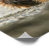 最も可愛い赤ん坊の動物 |コースタルブラウンベア ポスター (角)