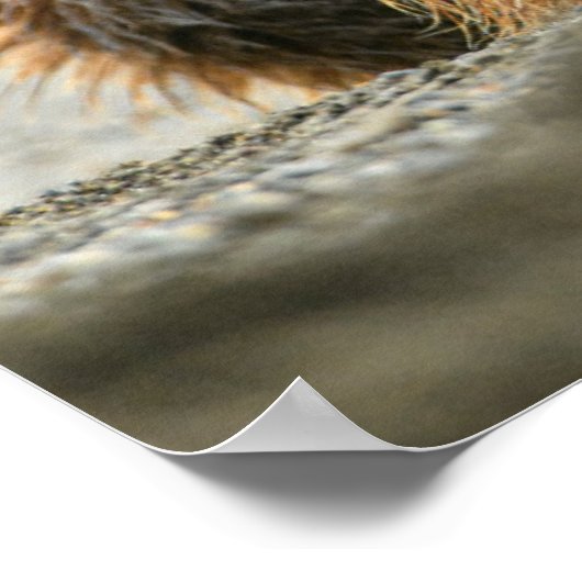 最も可愛い赤ん坊の動物 |コースタルブラウンベア ポスター (角)