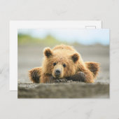 最も可愛い赤ん坊の動物 |コースタルブラウンベア ポストカード (正面/裏面)