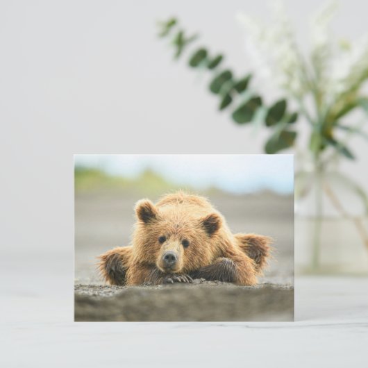 最も可愛い赤ん坊の動物 |コースタルブラウンベア ポストカード (スタンド正面)