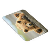 最も可愛い赤ん坊の動物 |コースタルブラウンベア マグネット (右側)