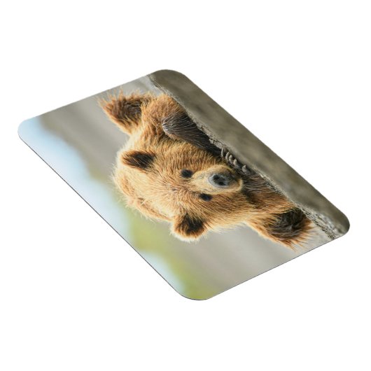 最も可愛い赤ん坊の動物 |コースタルブラウンベア マグネット (右側)