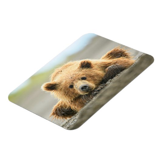 最も可愛い赤ん坊の動物 |コースタルブラウンベア マグネット (左側)
