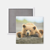 最も可愛い赤ん坊の動物 |コースタルブラウンベア マグネット (正面/裏面)