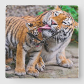 最も可愛い赤ん坊の動物 |シベリアのタイガーファミリー スクエア壁時計 (正面)