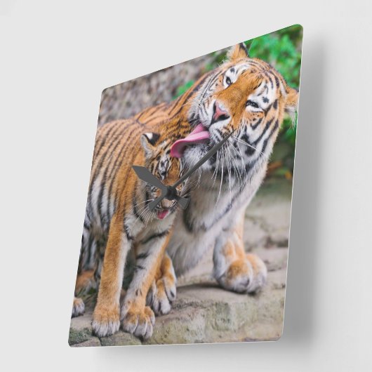 最も可愛い赤ん坊の動物 |シベリアのタイガーファミリー スクエア壁時計 (傾斜)