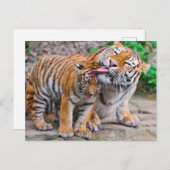 最も可愛い赤ん坊の動物 |シベリアのタイガーファミリー ポストカード (正面/裏面)