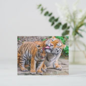 最も可愛い赤ん坊の動物 |シベリアのタイガーファミリー ポストカード (スタンド正面)