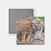 最も可愛い赤ん坊の動物 |シベリアのタイガーファミリー マグネット (正面/裏面)