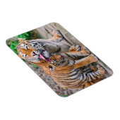 最も可愛い赤ん坊の動物 |シベリアのタイガーファミリー マグネット (右側)