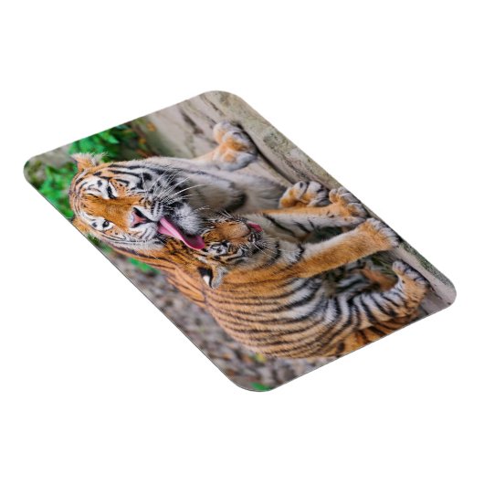 最も可愛い赤ん坊の動物 |シベリアのタイガーファミリー マグネット (右側)