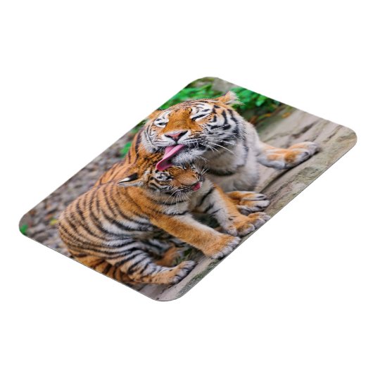 最も可愛い赤ん坊の動物 |シベリアのタイガーファミリー マグネット (左側)