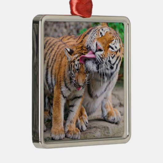 最も可愛い赤ん坊の動物 |シベリアのタイガーファミリー メタルオーナメント (右)