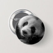 最も可愛い赤ん坊の動物 |ジャイアントパンダのクマ 缶バッジ (正面&裏面)