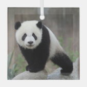 最も可愛い赤ん坊の動物 |ジャイアントパンダベビー ガラスオーナメント (正面)