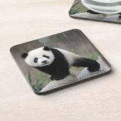 最も可愛い赤ん坊の動物 |ジャイアントパンダベビー コースター (左側)