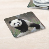 最も可愛い赤ん坊の動物 |ジャイアントパンダベビー スクエアペーパーコースター (アングル)