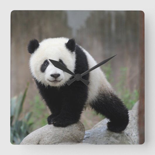 最も可愛い赤ん坊の動物 |ジャイアントパンダベビー スクエア壁時計 (正面)