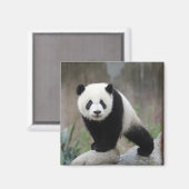 最も可愛い赤ん坊の動物 |ジャイアントパンダベビー マグネット (正面/裏面)
