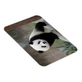 最も可愛い赤ん坊の動物 |ジャイアントパンダベビー マグネット (右側)