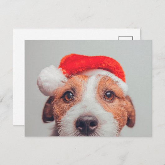 最も可愛い赤ん坊の動物 |ジャック・ラッセル・ドッグ・サンタクロース ポストカード (正面/裏面)