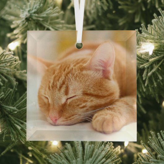 最も可愛い赤ん坊の動物 |ジンジャー猫の眠り ガラスオーナメント (インサイチュ)